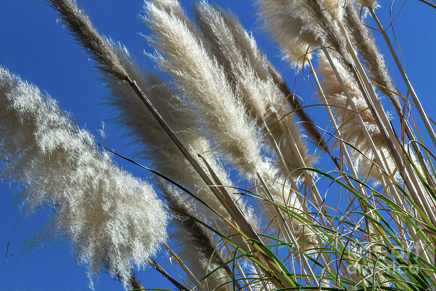Fluffy Pampas Grass Photograph by Roslyn Wilkins