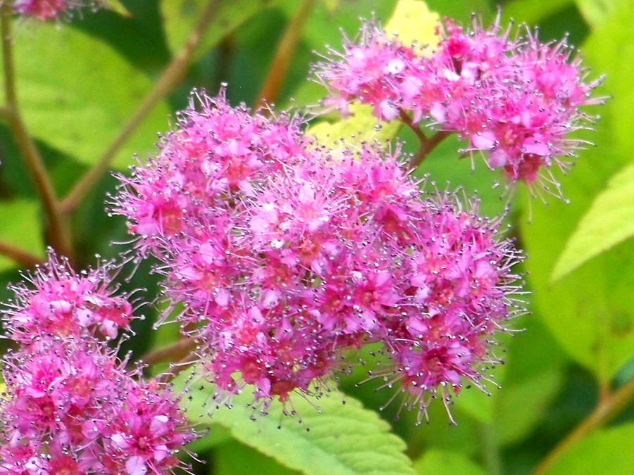 Fluffy Pink Flowers Photograph by Jean Merrill - Fine Art America