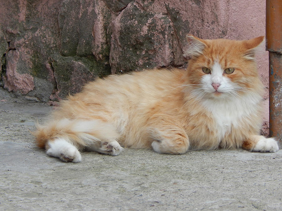 Fluffy Red Cat On The Porch Photograph by Lm3311