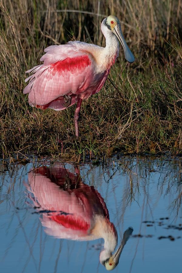 Fluffy Roseate Spoonbill Photograph by Bradford Martin