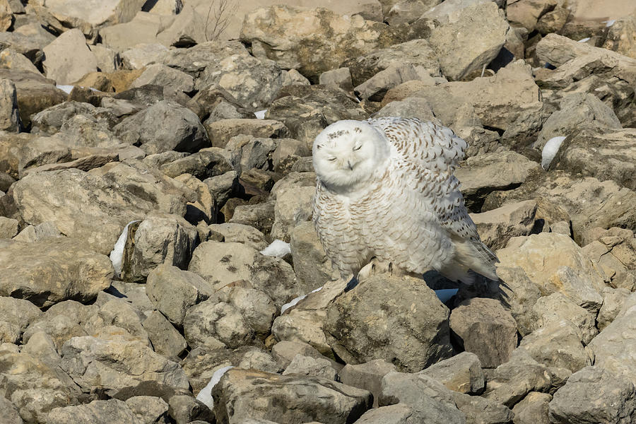 Fluffy Snowy Owl Photograph by Jack R Perry