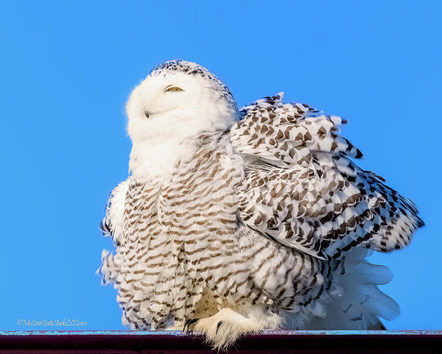 Fluffy Snowy Owl Photograph