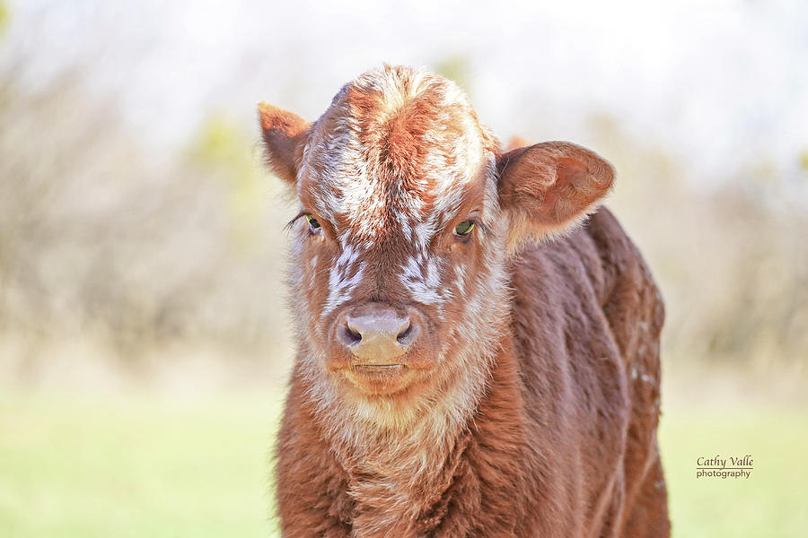 Fluffy Texas longhorn calf Photograph by Cathy Valle