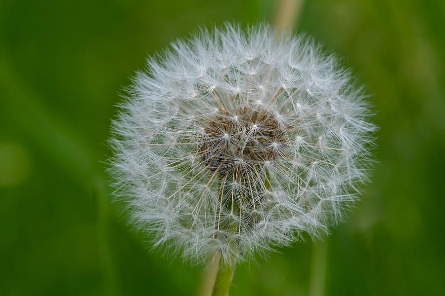 Fluffy the Dandelion Photograph by Bogdan Michka - Fine Art America