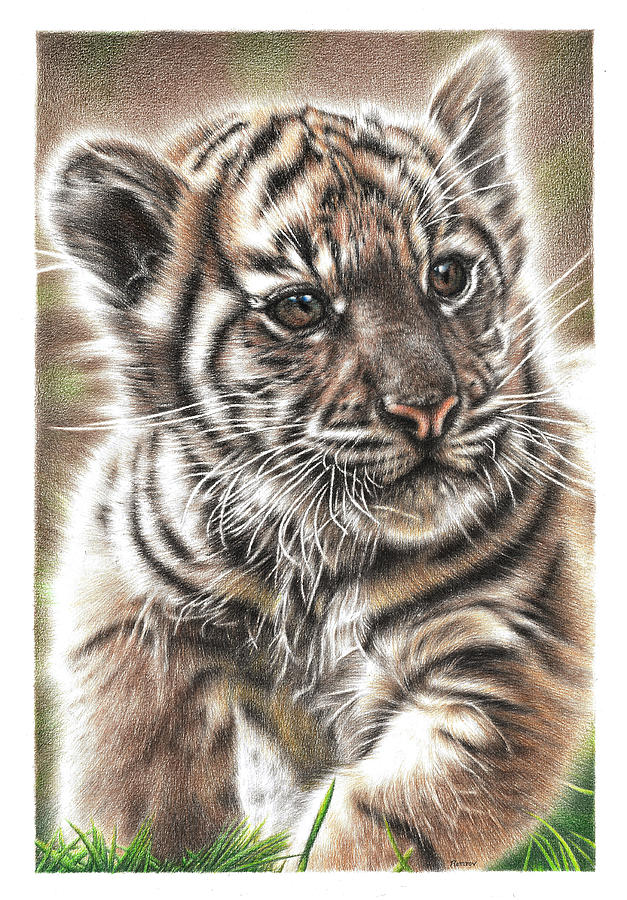 Fluffy Tiger Cub Drawing by Casey Remrov Vormer