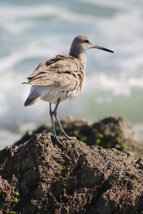 Fluffy Willet Photograph by Heather E Harman