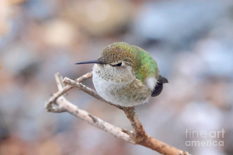 Fluffy Winter Hummingbird on Branch Photograph by Carol Groenen