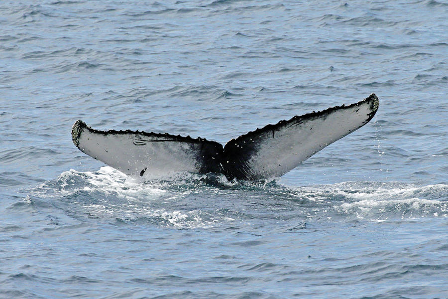 Fluke Diving Photograph by Shoal Hollingsworth - Fine Art America