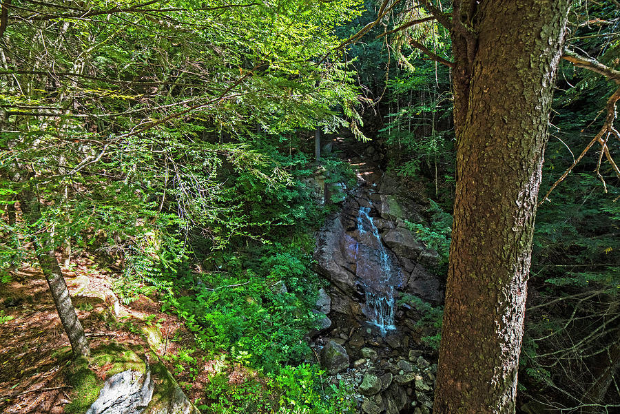 Flume Gorge Waterfall Through the Trees North Conway New Hampshire NH Photograph by Toby McGuire