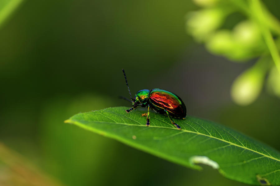 Fluorescent Beetle On A Leaf Photograph by Dan Friend