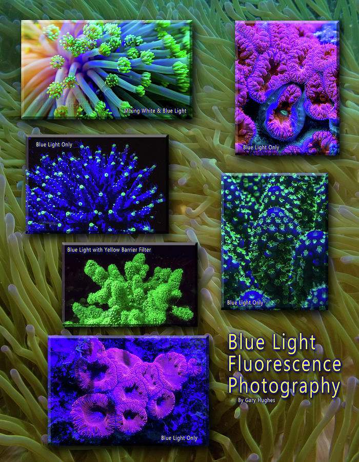 Fluorescent Photography Digital Art by Gary Hughes