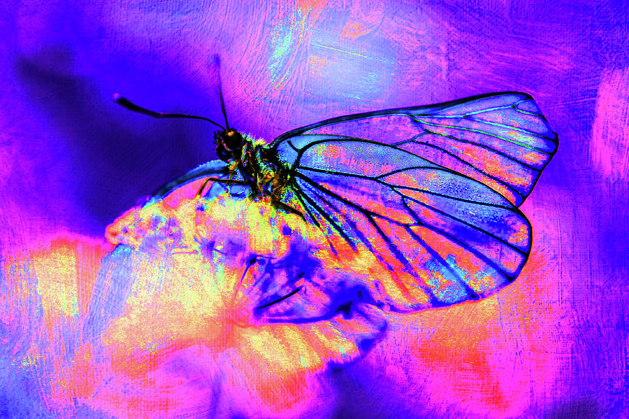 Fluorescent Wings Photograph by Jenny Rainbow