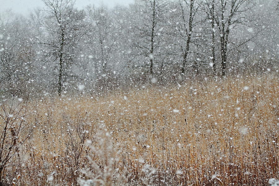 Flurries Photograph by Lens Art Photography By Larry Trager
