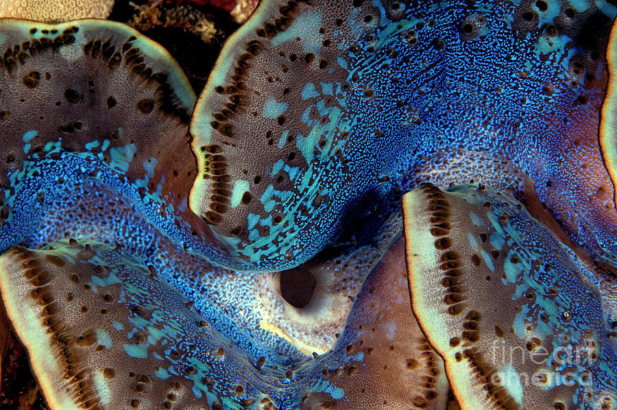 Fluted Giant Clam Mantle Photograph by Dray van Beeck