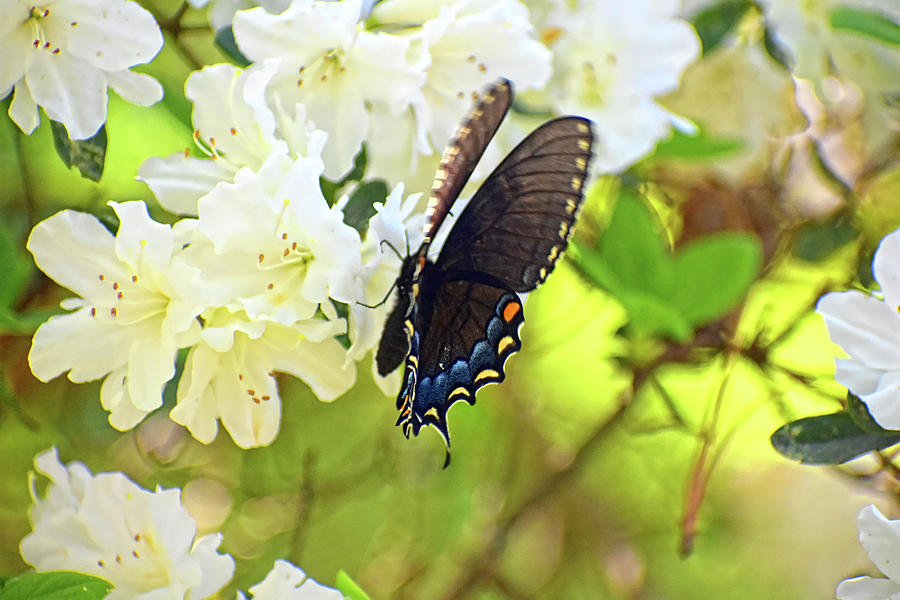 Flutter By Photograph