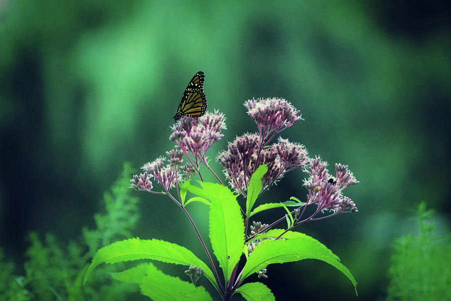 Fluttering flower Photograph by Cyryn Fyrcyd