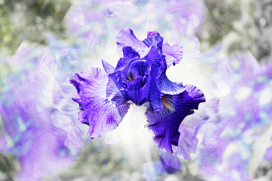 Fluttering Iris Photograph by Sharon Popek