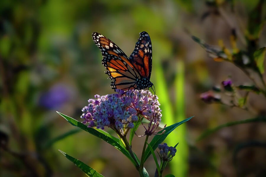 Fluttering Through Time The Monarchs Story Photograph by Lisa Arview Fluttering Through Time The Monarchs Story Photograph by Lisa Arview