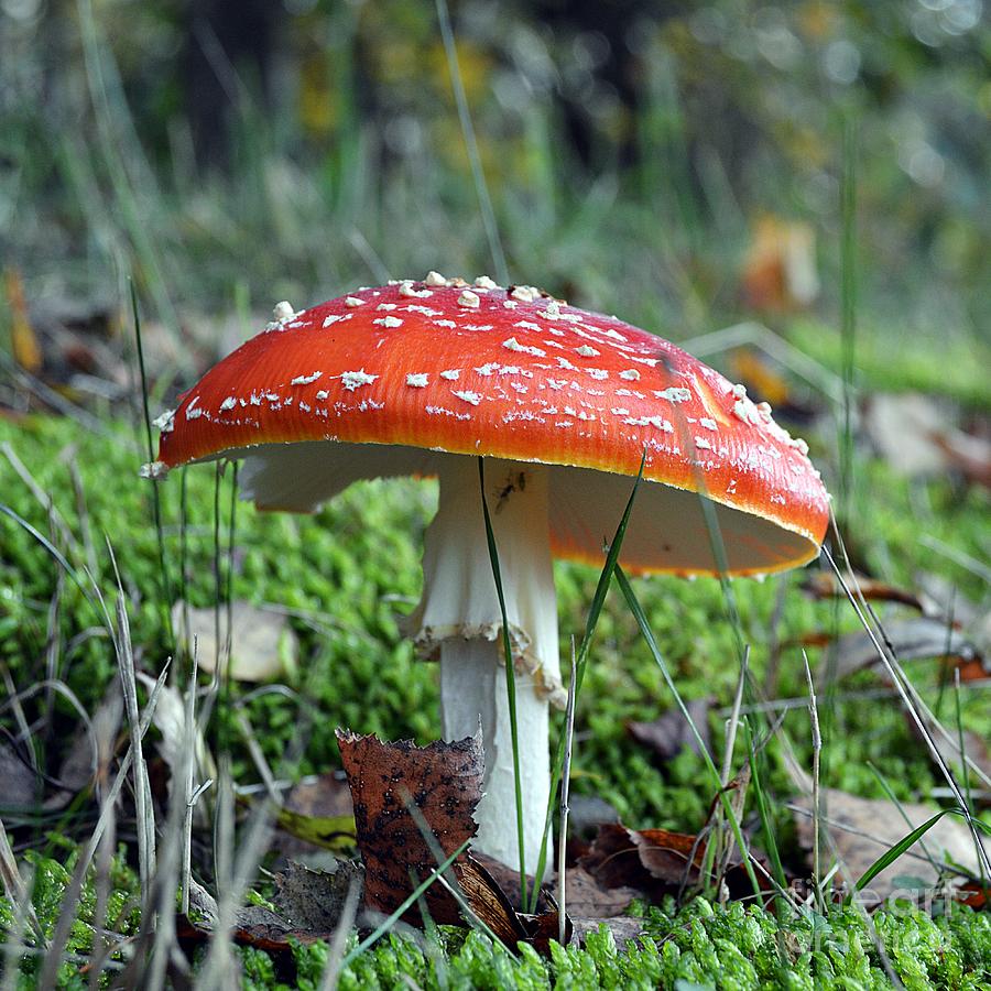 Fly aAgaric Photograph by Thomas Schroeder