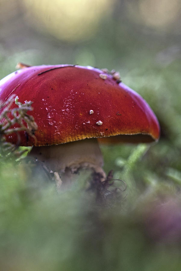 Fly Agaric 002 Photograph By Sabine Schiebofski Fine Art America   Fly Agaric 002 Sabine Schiebofski 