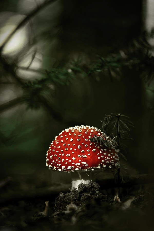 Fall Photograph - Fly Agaric #07 by Sabine Schiebofski