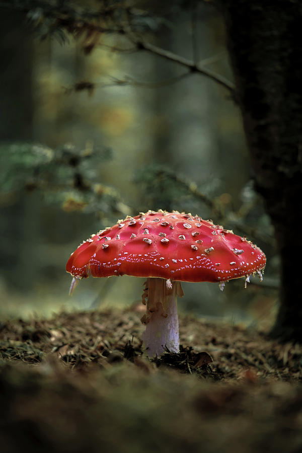 Fall Photograph - Fly Agaric #08 by Sabine Schiebofski