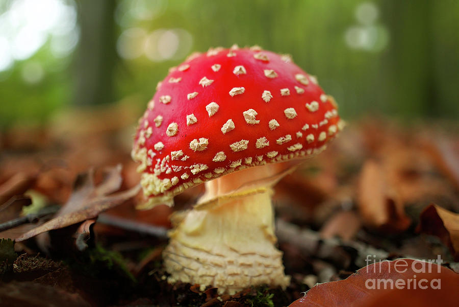 Fly Agaric Photograph by Alison Chambers
