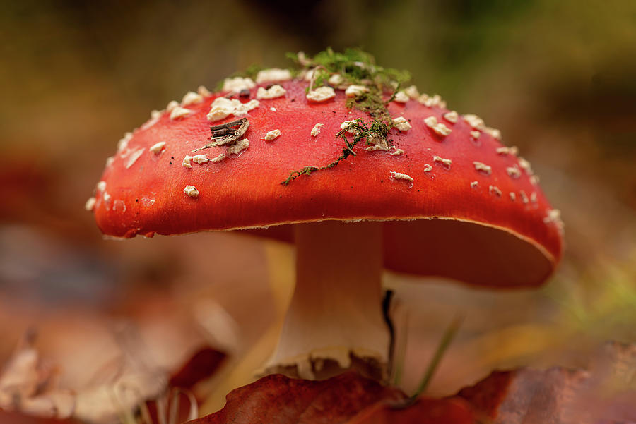 Mushroom Photograph - Fly agaric cap covered with moss by Eckart Mayer Photography