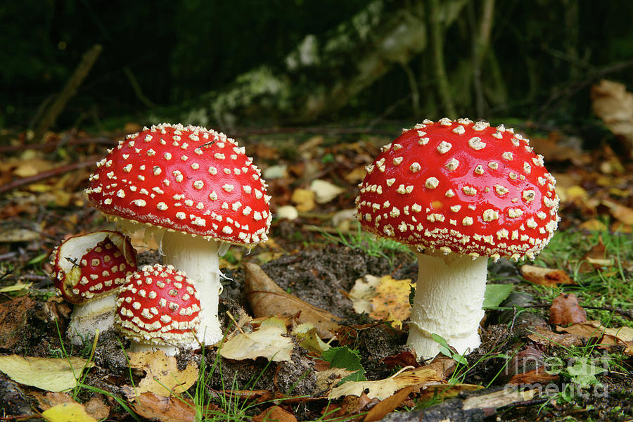 Fly Agaric Fungi Photograph by Warren Photographic