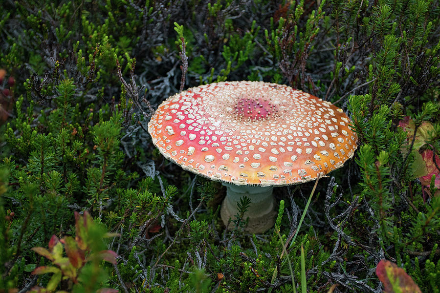 Fly Agaric Photograph by Joan Septembre