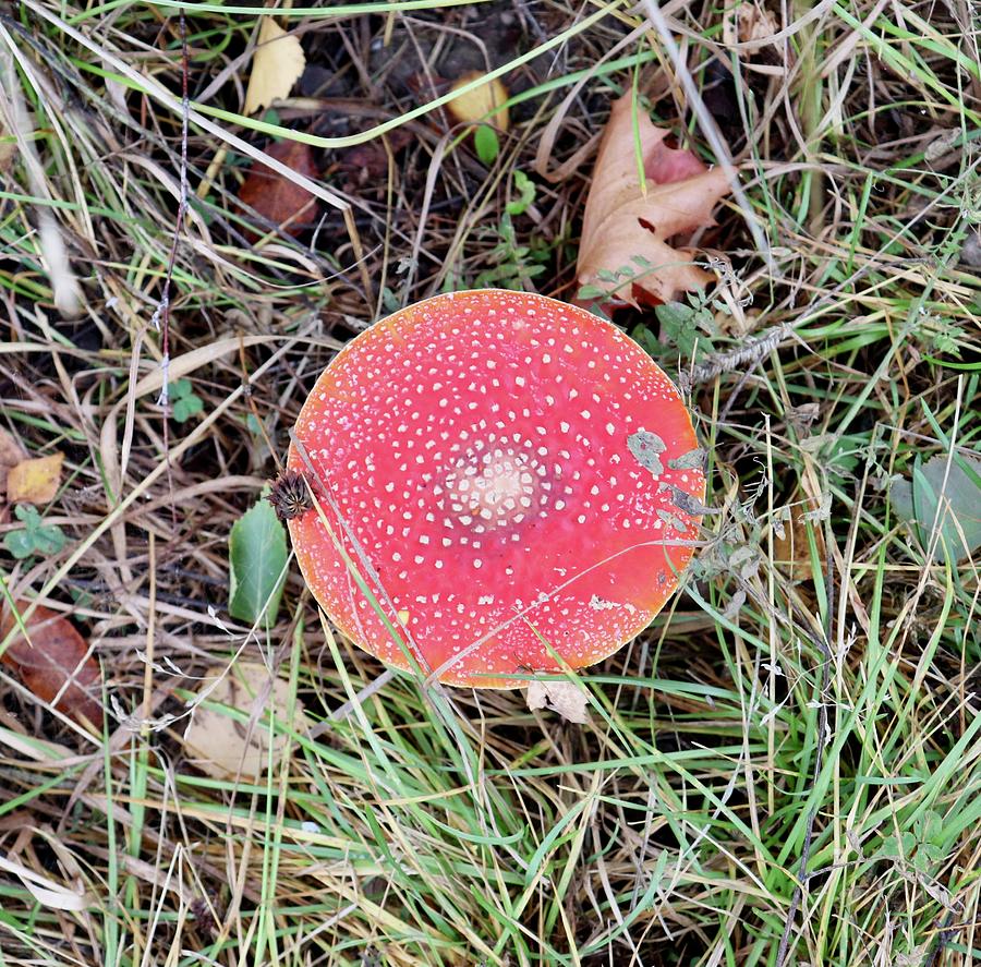 Fly Agaric Photograph - Fly Agaric by Maria Jansson Fly Agaric Photograph - Fly Agaric by Maria Jansson