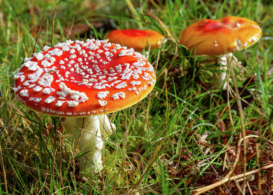 Fly Agaric Mushroom Photograph by Shirley Mitchell