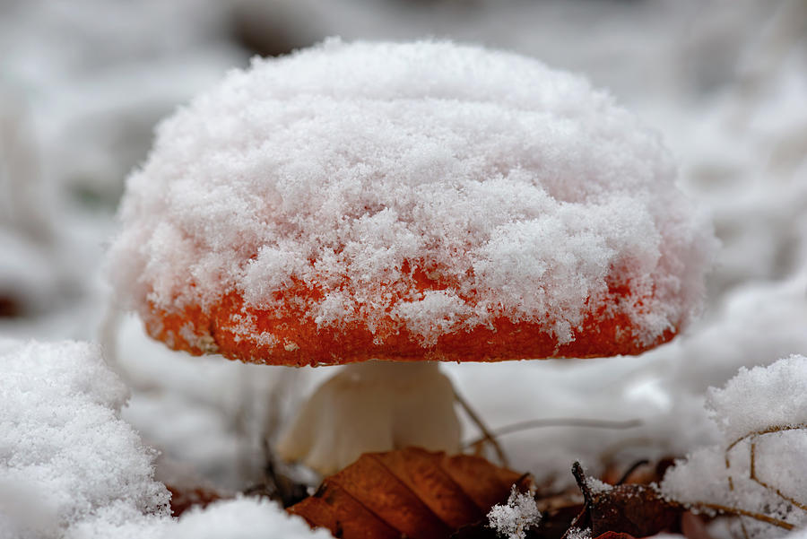 Winter Photograph - Fly agaric surprised by the snow by Eckart Mayer Photography