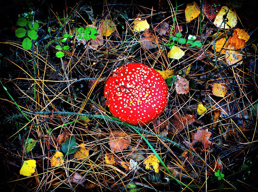 Fly Agaric-toadstool Photograph