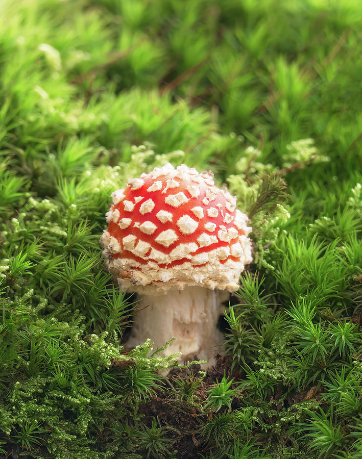 Mushroom Oasis Photograph by Wim Lanclus
