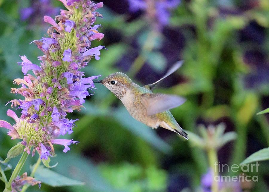 Fly Along Hummingbird Photograph by Carol Groenen
