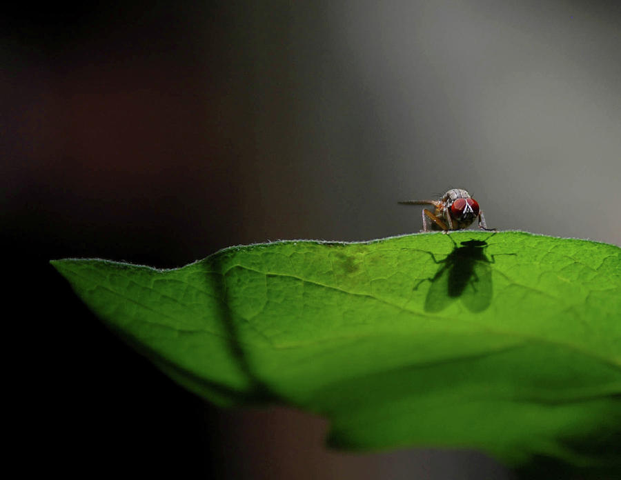 Fly and Shadow Photograph by Matt Fox - Fine Art America