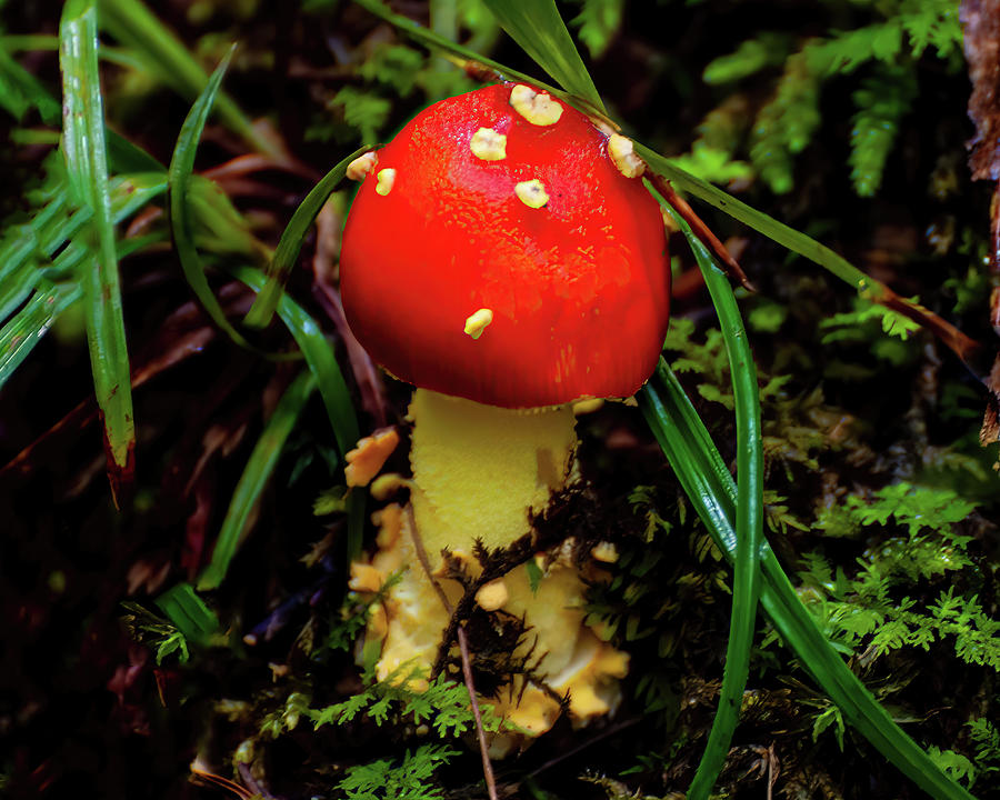Mushroom Photograph - Fly Argic mushroom by Flees Photos