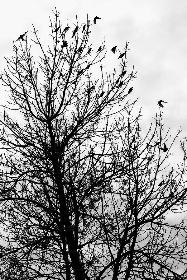 Fly Away Birds Photograph by Amanda R Wright