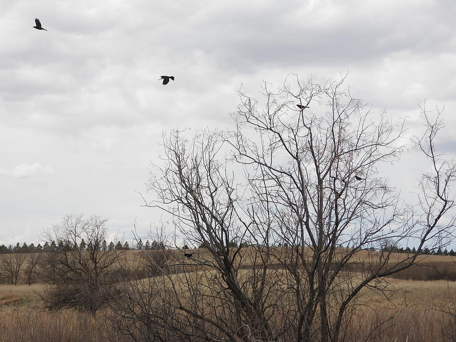 Fly Away Black Birds Photograph by Amanda R Wright