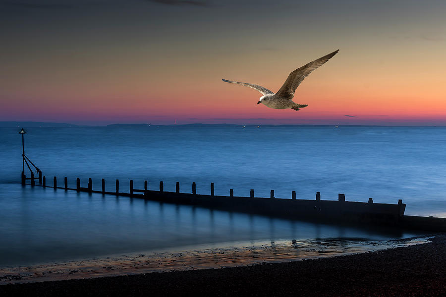 Seagull Photograph - Fly Away by Chris Boulton