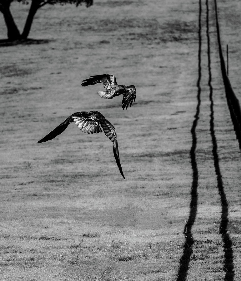 Fly Away - Common Ravens Bw Photograph