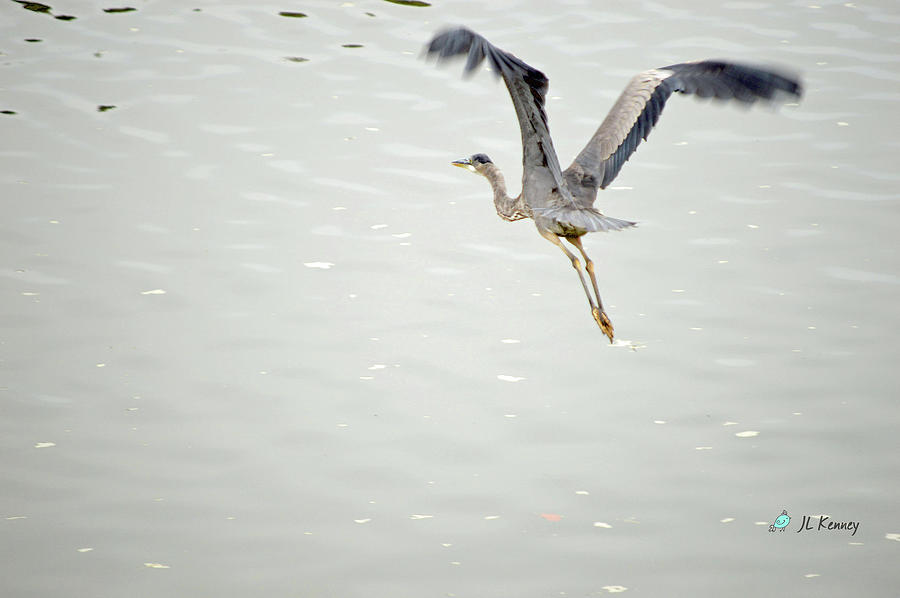 Fly Away Photograph by Jeanne Kenney - Fine Art America