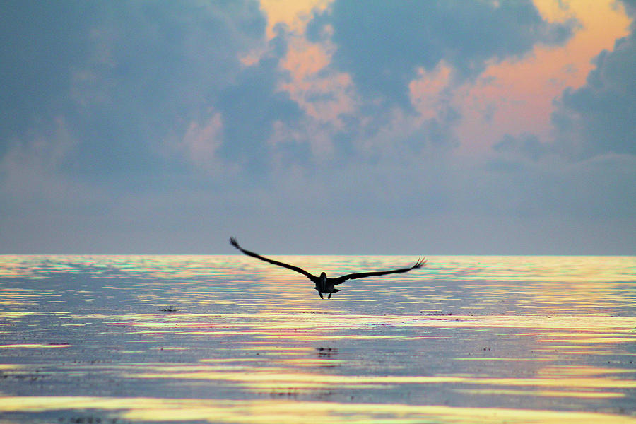 Fly Away Pelican Photograph by Robert Banach