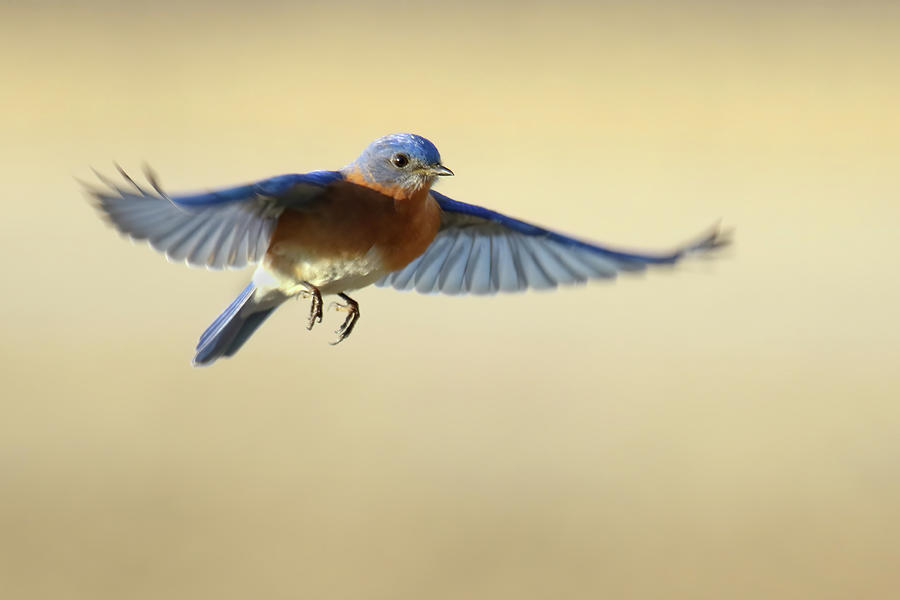 Fly BlueBird Photograph by Brook Burling