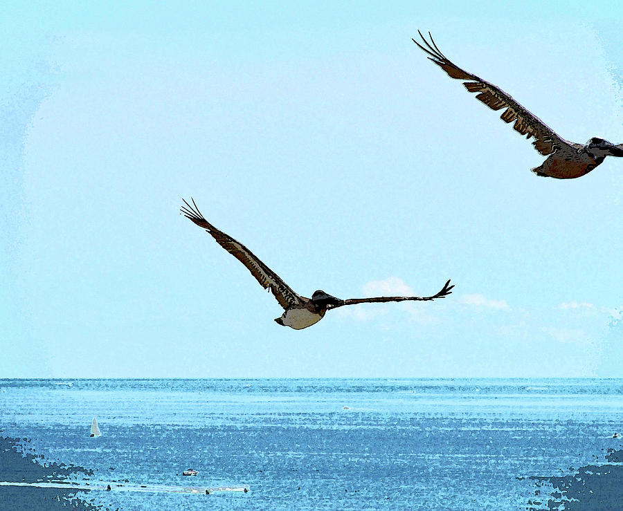 Fly Brown Pelican Photograph by Corinne Carroll