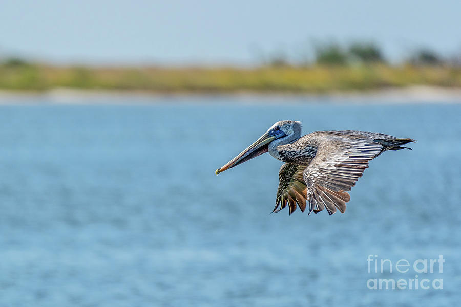 Pelican Photograph - Fly by by Brian Wright