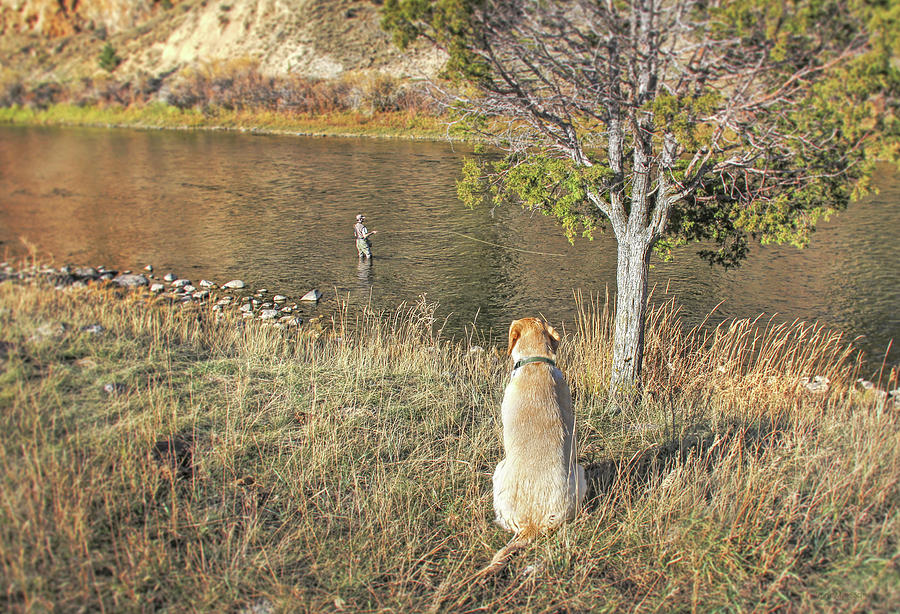 Fly Fisherman and Yellow Labrador Retriever   Photograph by Jennie Marie Schell