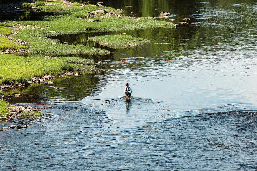 Fly Fishing for Trout Photograph by Amelia Pearn
