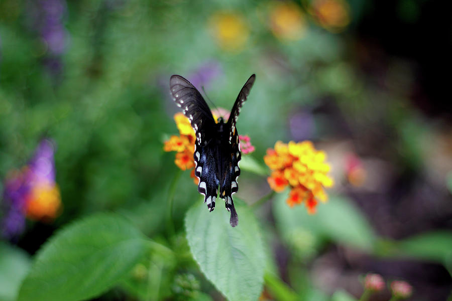 Fly Fly Away - August 2023 Photograph by Joseph A Langley Fly Fly Away - August 2023 Photograph by Joseph A Langley